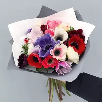 17 Разноцветных Анемонов