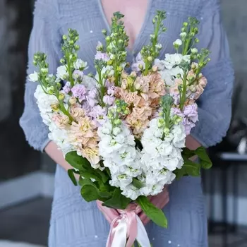 17 Светлых Маттиол