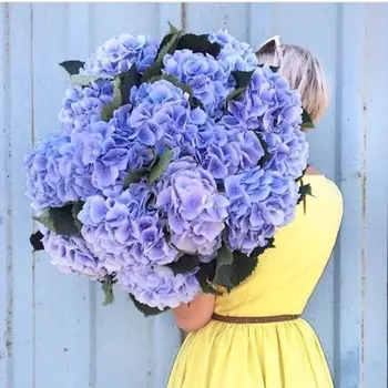 19 Голубых Гортензий