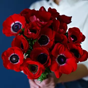 19 Красных Анемонов