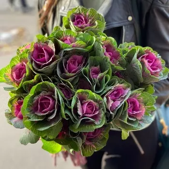 19 Розовых Брассик