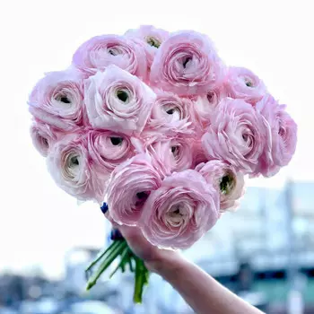 19 Розовых Ранункулюсов