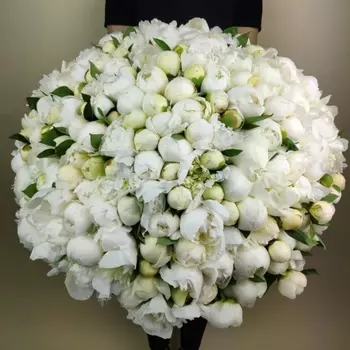 201 Белый Пион