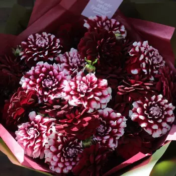 21 Бордовый Георгин Kontrast