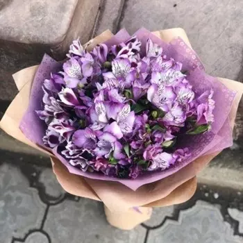 21 Фиолетовая Альстромерия