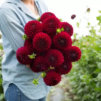 21 Георгин Red Cap