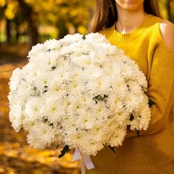 21 Кустовая Белая Хризантема