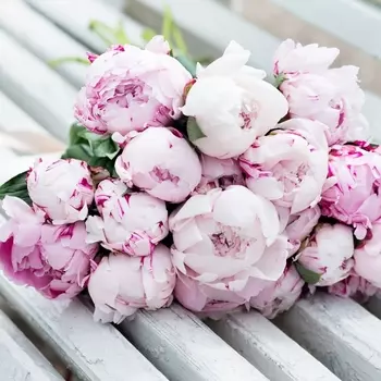 21 Розовый Пион