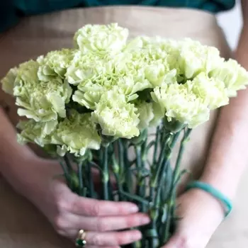 21 Зеленая Гвоздика