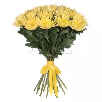 21 Желтая Игольчатая Хризантема