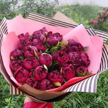 23 Красных Пиона