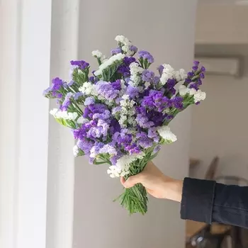 25 Бело-Синих Статиц