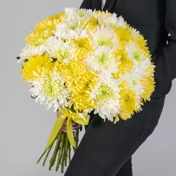 25 Бело-Желтых Игольчатых Хризантем
