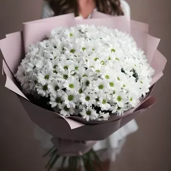 25 Белых Кустовых Хризантем