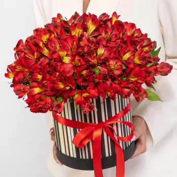 25 Красных Альстромерий в коробке