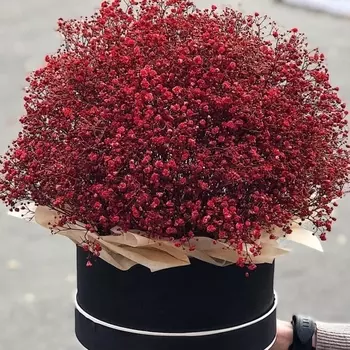 25 Красных Гипсофил в коробке