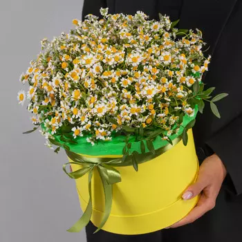 25 Кустовых Ромашек в коробке