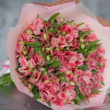 25 Розовых Альстромерий в упаковке