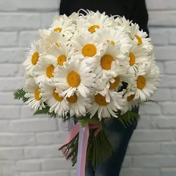 27 Крупных Ромашек