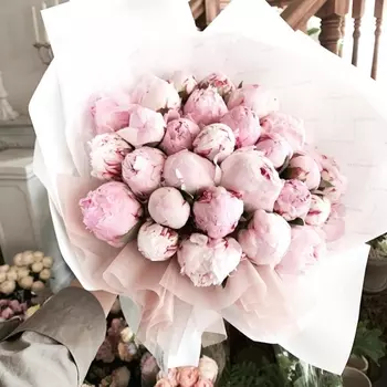 29 Розовых Пионов