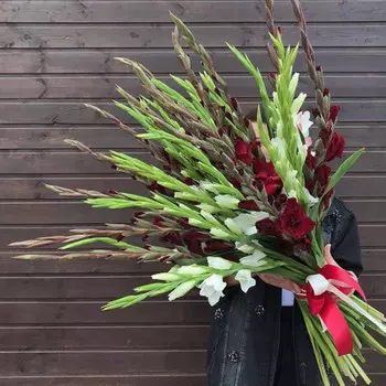 31 Белый и Бордовый Гладиолус