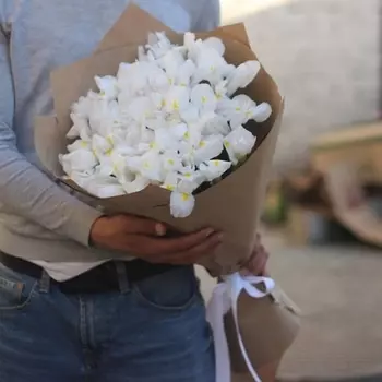 31 Белый Ирис