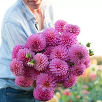 31 Георгин Vizard