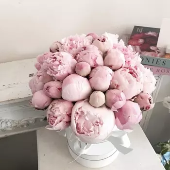 31 Пион Сара Бернар в коробке