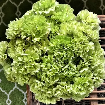 31 Зеленая Гвоздика