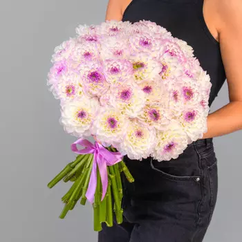 35 Бело-Фиолетовых Георгинов