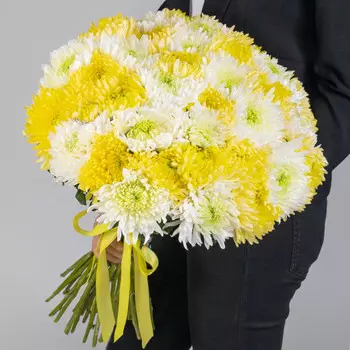 35 Бело-Желтых Игольчатых Хризантем