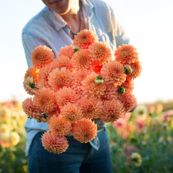 35 Георгин Sylvia