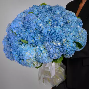35 Голубых Гортензий