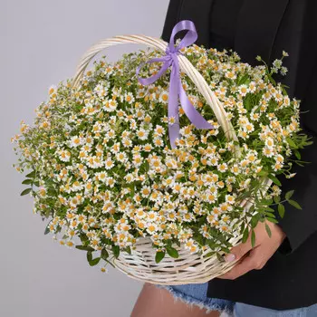 35 Кустовых Ромашек в корзине