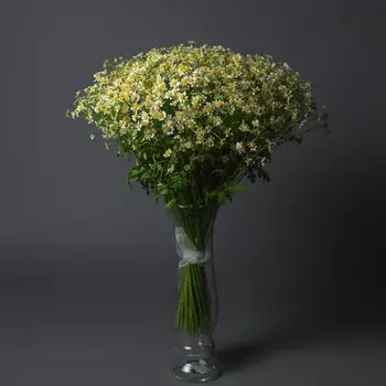 35 Кустовых Ромашек