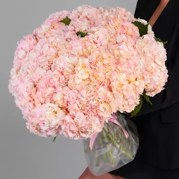 35 Розовых Гортензий