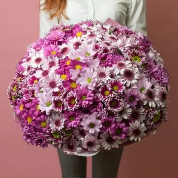35 Розовых Хризантем Кустовых Микс