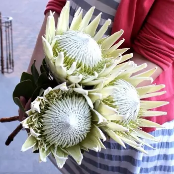 3 Протеи White King