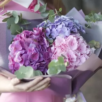 3 Разноцветные Гортензии