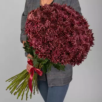 45 Бордовых Хризантем Бигуди