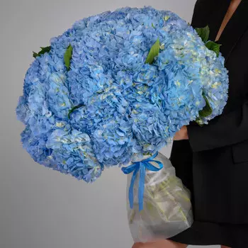 45 Голубых Гортензий