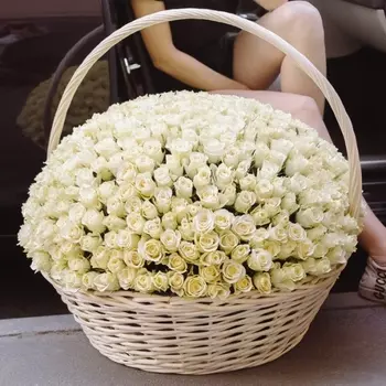 501 Белая Роза (30-40 см.)