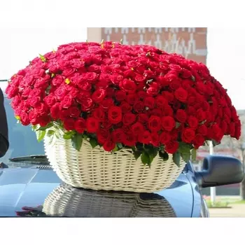 501 Красная Роза (30-40 см.)