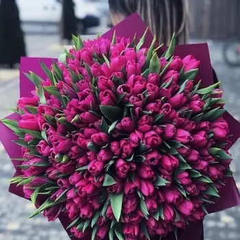 501 Малиновый Тюльпан