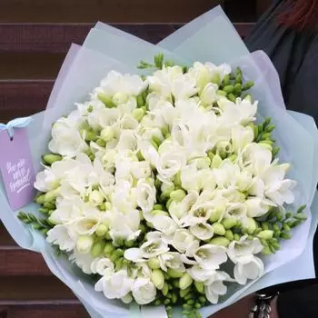 51 Белая Фрезия