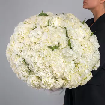 51 Белая Гортензия