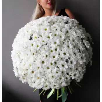 51 Белая Хризантема