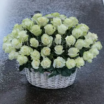 51 Белая Роза (50 см.) в корзине