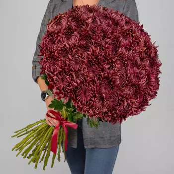 51 Бордовая Хризантема Бигуди