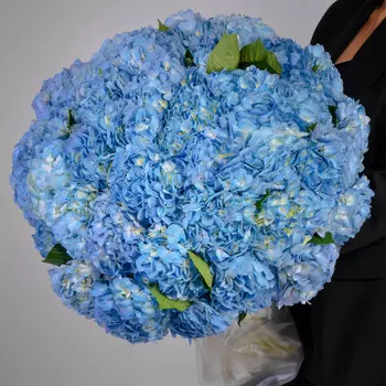 51 Голубая Гортензия